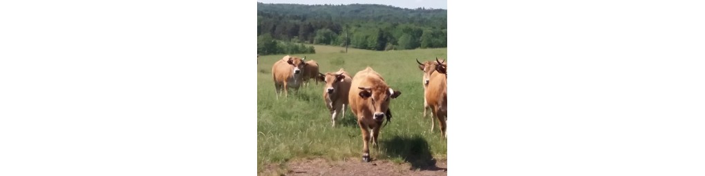 La Ferme du Terroir - Génisse l'aubrac, bifteck, rosbeef, bourguignon