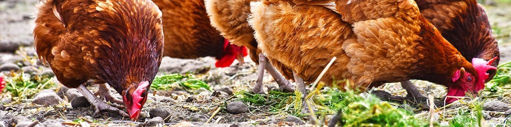 La Ferme du Terroir - Volailles fermières, poulet, cuisse de poulet